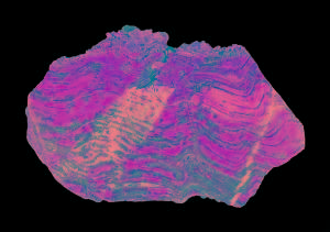 Stromatolith: Das, durch Bakterienmatten entstandene, Gestein ist das älteste Zeugnis für Leben auf der Erde. (c) Didier Descouens (Wikimedia-Commons)