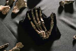 Homo naledi hat seine aufrechte Körperhaltung entwickelt, als er sich noch in den Bäumen aufhielt. Die Funde aus den Rising-Star-Höhlen in Südafrika weisen auf einen fähigen Kletterer hin. © John Hawks (Wikimedia Commons)